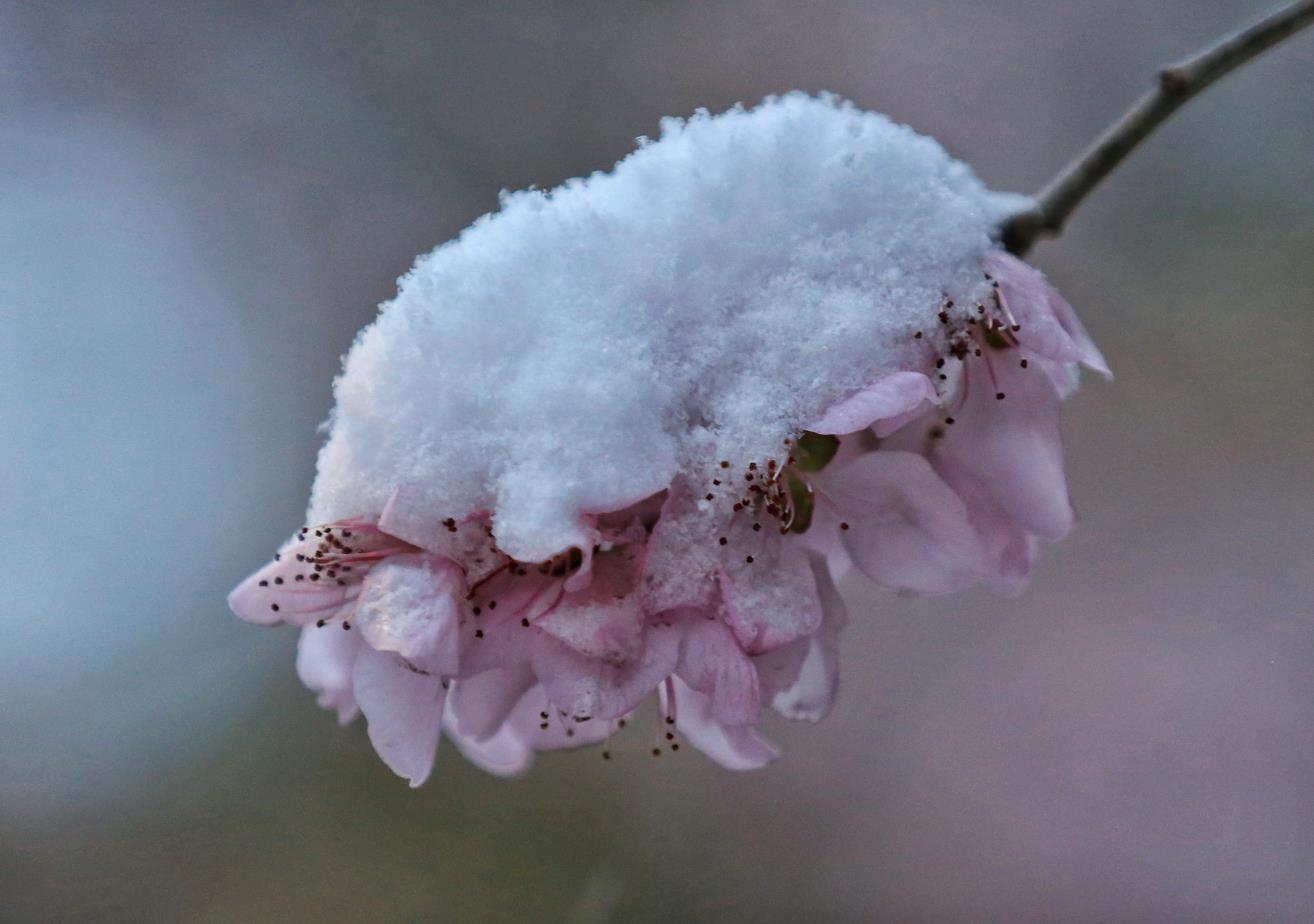 春雪 (1)