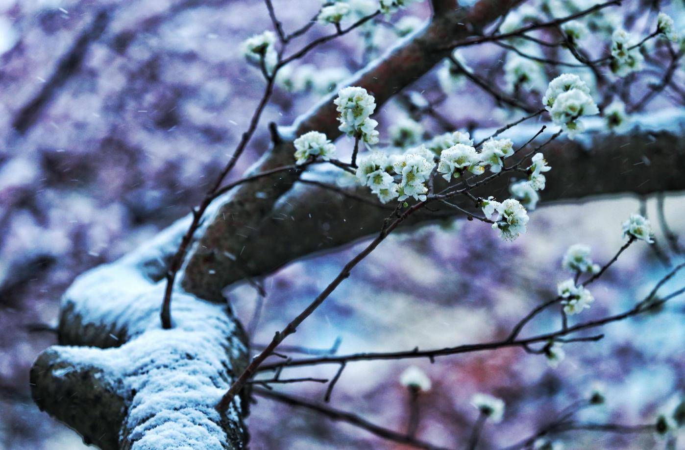 春雪 (2)