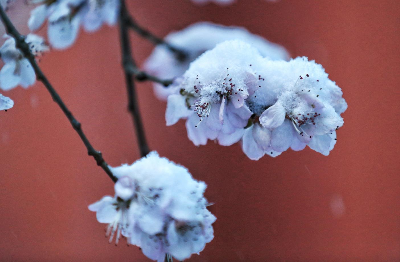 春雪 (3)