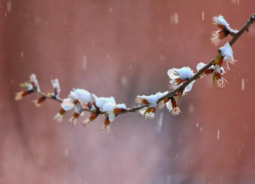 春雪 (5)