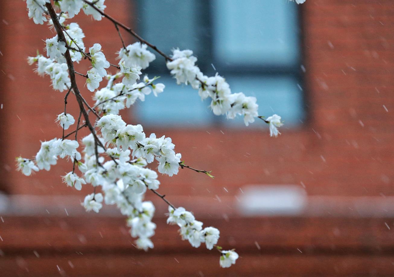 春雪 (6)