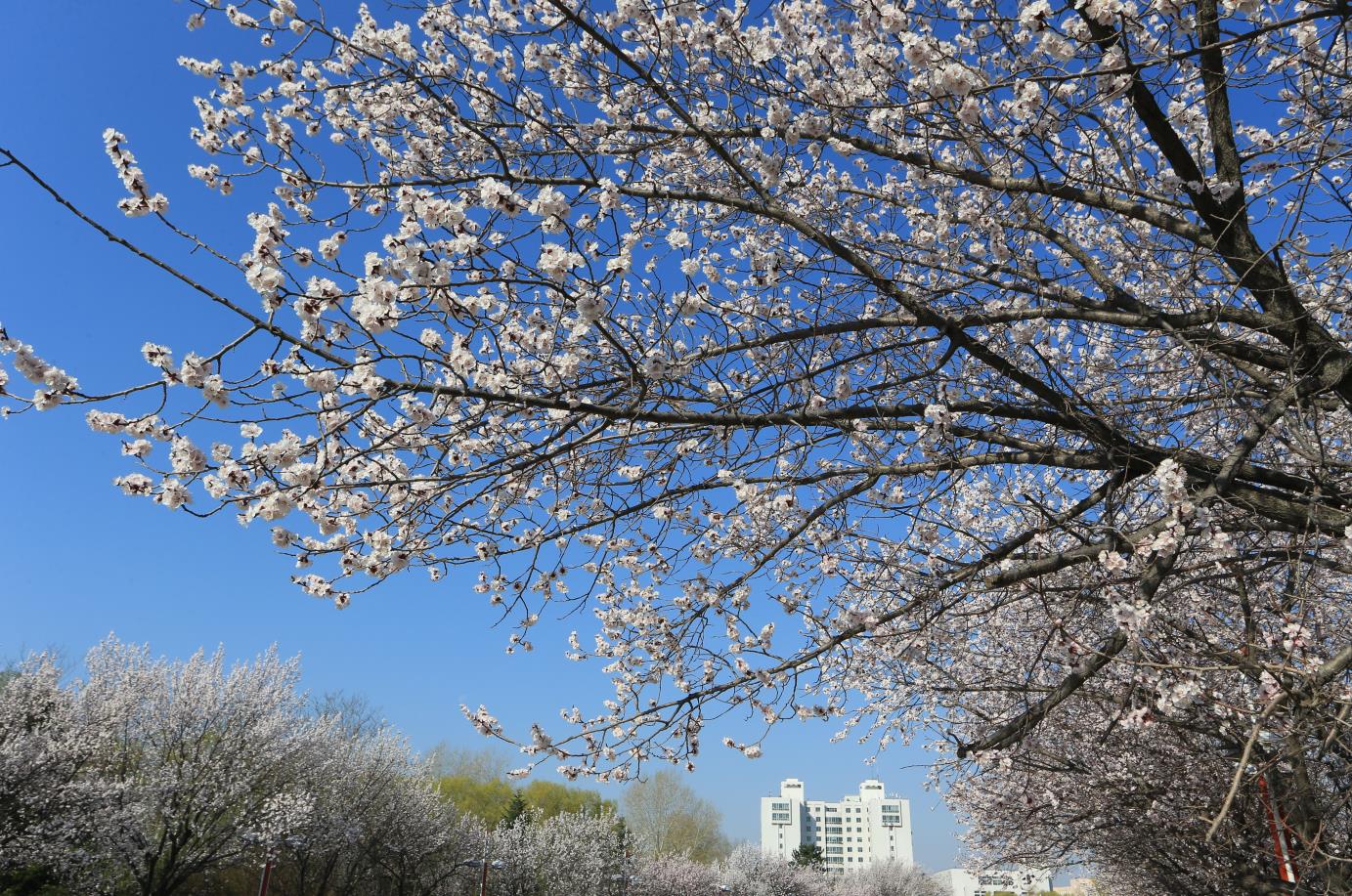 繁花（中心校区）