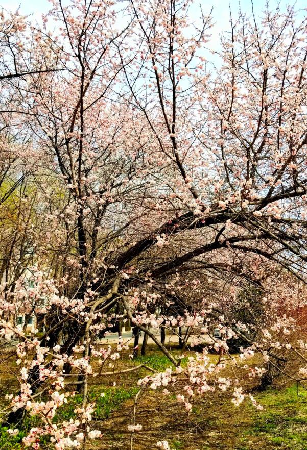 繁花