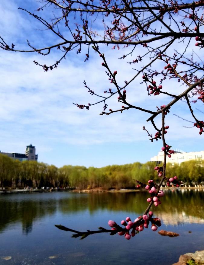 清湖（中心校区） (2)