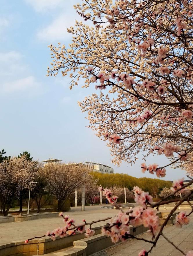 五月花广场（中心校区） (1)